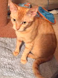[picture of Candy, a Egyptian Mau Arabian orange cat]