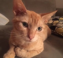 [picture of Candy, a Egyptian Mau Arabian orange\ cat] 