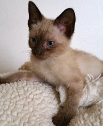 [picture of Lolipop, a Siamese seal point cat]