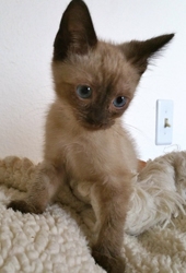 [picture of Lolipop, a Siamese seal point cat]