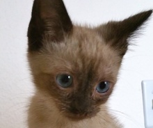 [picture of Lolipop, a Siamese seal point\ cat] 