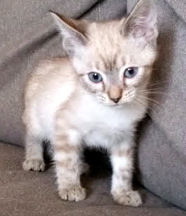[picture of Jelly Bean, a Siamese lynx point cat]