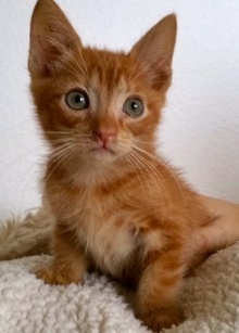 [another picture of Butterscotch, a Domestic Medium Hair orange swirl\ cat] 