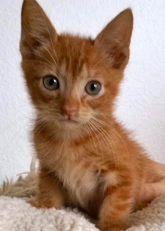 [picture of Butterscotch, a Domestic Medium Hair orange swirl cat]