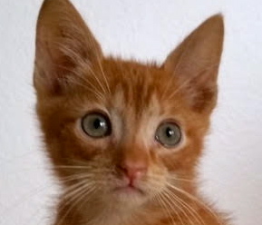 [picture of Butterscotch, a Domestic Medium Hair orange swirl\ cat] 