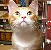 [picture of Gum Drop, a Domestic Short Hair orange/white cat]