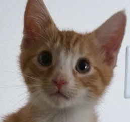 [picture of Gum Drop, a Domestic Short Hair orange/white\ cat] 