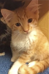 [picture of Tommy, a Domestic Medium Hair white/orange cat]