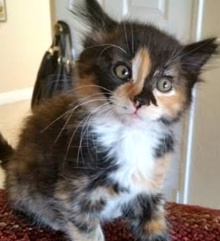 [another picture of Gina, a Domestic Medium Hair calico\ cat] 