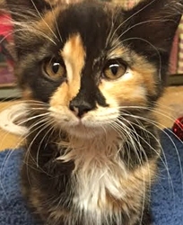 [picture of Gina, a Domestic Medium Hair calico cat]