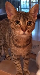 [picture of Kona, a Domestic Short Hair gray spot tabby cat]