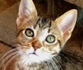[picture of Kona, a Domestic Short Hair gray spot tabby cat]