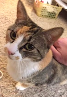 [picture of Sybella, a Domestic Short Hair calico cat]