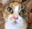 [picture of Sybella, a Domestic Short Hair calico cat]