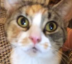 [picture of Sybella, a Domestic Short Hair calico\ cat] 