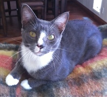 [another picture of Zela, a Domestic Short Hair blue/white tuxedo\ cat] 