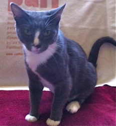 [picture of Zela, a Domestic Short Hair blue/white tuxedo cat]