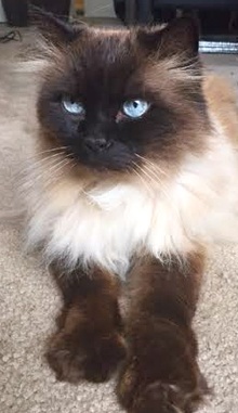 [another picture of Ziggy, a Persian long hair seal point\ cat] 