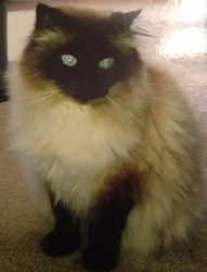 [picture of Ziggy, a Persian long hair seal point cat]