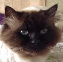 [picture of Ziggy, a Persian long hair seal point\ cat] 