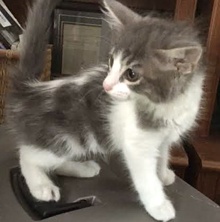 [picture of Lyda, a Domestic Medium Hair blue/white cat]