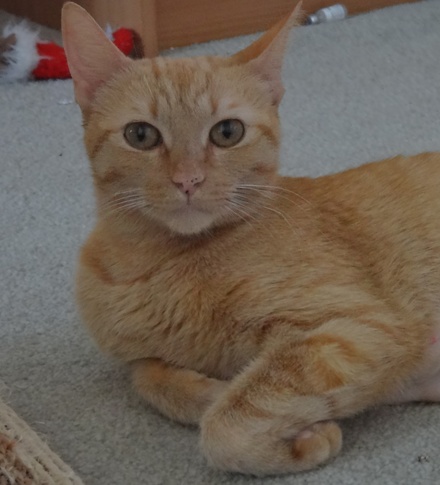 [picture of Chanel, a Domestic Short Hair orange swirl tabby\ cat] 