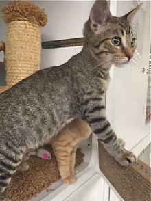 [another picture of Nubu, a Domestic Medium Hair gray tabby\ cat] 