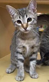 [picture of Nubu, a Domestic Medium Hair gray tabby cat]