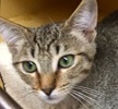 [picture of Nae, a Domestic Medium Hair gray tabby cat]