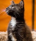 [picture of Nio, a Domestic Medium Hair black/white tuxedo cat]