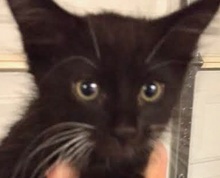[picture of Nio, a Domestic Medium Hair black/white tuxedo\ cat] 