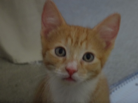 [picture of Tom Ford, a Domestic Short Hair orange tabby with white\ cat] 