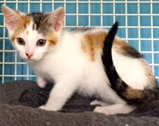 [another picture of Chelli, a Domestic Short Hair calico\ cat] 