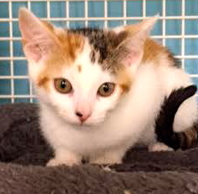 [picture of Chelli, a Domestic Short Hair calico cat]