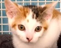 [picture of Chelli, a Domestic Short Hair calico cat]