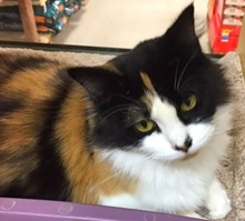 [another picture of Lucy, a Domestic Long Hair calico\ cat] 