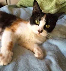 [picture of Lucy, a Domestic Long Hair calico cat]