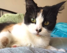 [picture of Lucy, a Domestic Long Hair calico\ cat] 