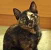 [another picture of Mishka, a Domestic Short Hair tortie\ cat] 