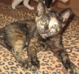 [picture of Mishka, a Domestic Short Hair tortie cat]