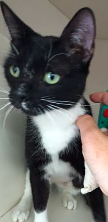 [picture of Arenita, a Domestic Short Hair b/w tuxedo cat]