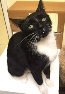 [picture of Arenita, a Domestic Short Hair b/w tuxedo cat]