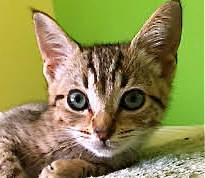 [picture of Azina, a Domestic Short Hair gray spot tabby\ cat] 
