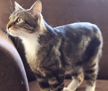 [another picture of Tito, a Domestic Short Hair brown tabby/white\ cat] 