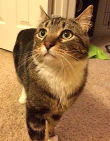 [picture of Tito, a Domestic Short Hair brown tabby/white cat]