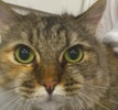 [picture of Lindy Lu, a Ragdoll Mix gray tabby cat]