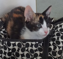 [picture of Dolce, a Domestic Short Hair calico\ cat] 