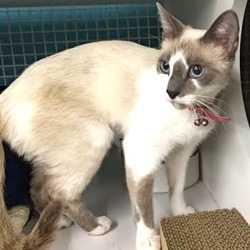 [picture of Leialoha, a Siamese snowshoe cat]
