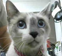 [picture of Leialoha, a Siamese snowshoe\ cat] 