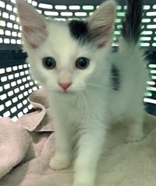 [another picture of Zetman, a Turkish Van Mix white/gray\ cat] 